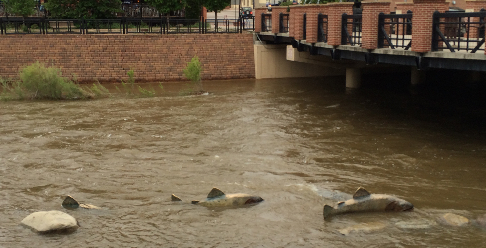 Photo of a creek experiencing high flows in a downtown urban setting. The pedestrian walkways on either side of the creek are flooded, where statues of trout are partially submerged.